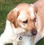 Dog with a bell attached to its collar.